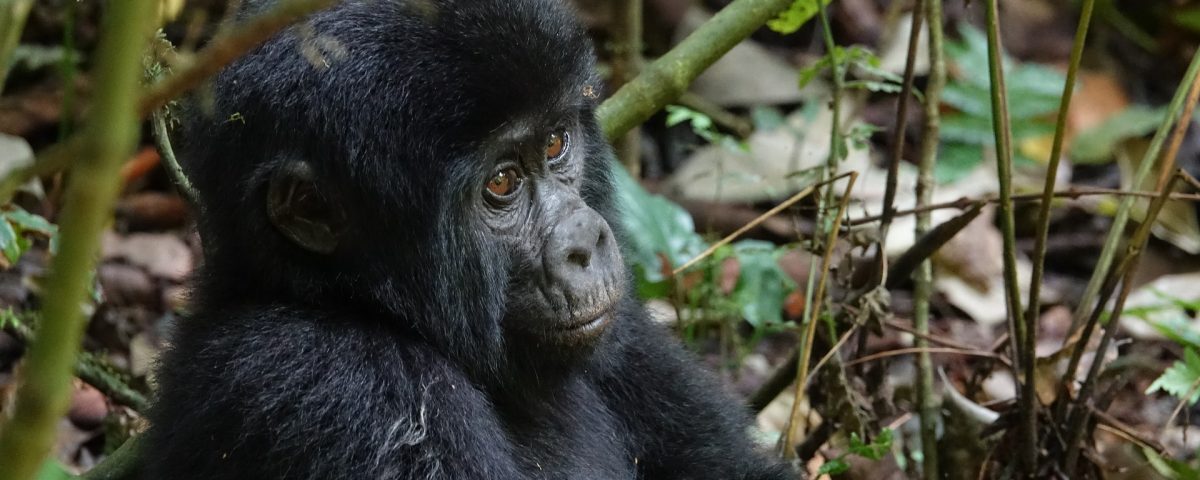 8 Days Uganda Big Five & Gorilla Trekking Safari