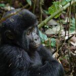 8 Days Uganda Big Five & Gorilla Trekking Safari