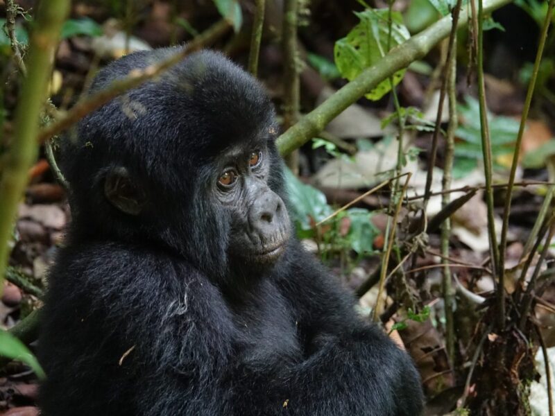 Gorilla Trekking Safari