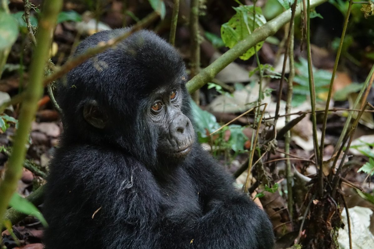  Gorilla Trekking Safari