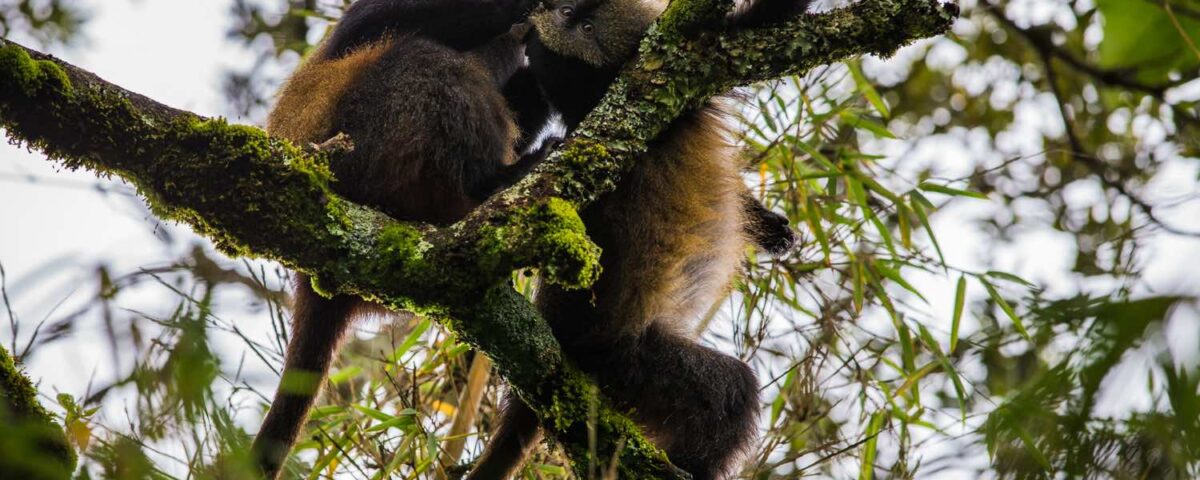 Volcanoes National Park