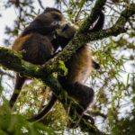Volcanoes National Park