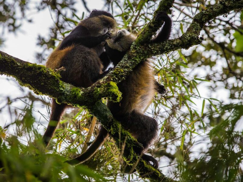 Volcanoes National Park