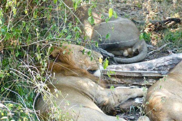 6-Day Roaring Kenya Mid-Range Safari