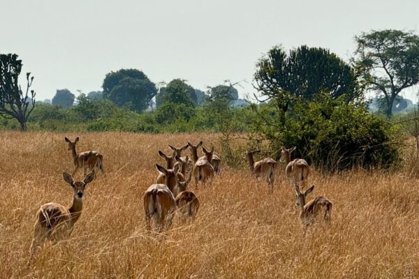 long Kenya Safaris