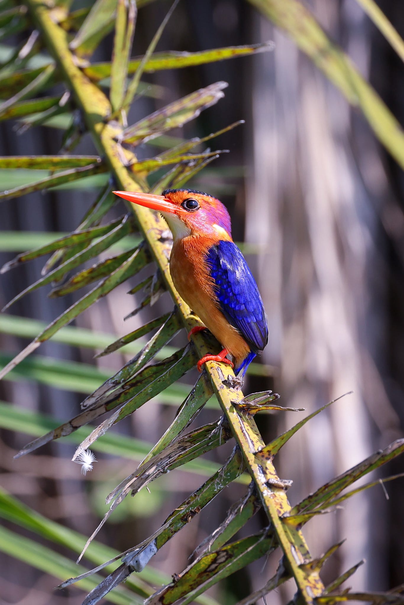 Kenya Birding Safaris