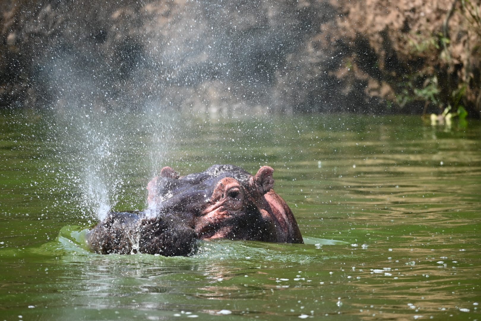 Face to face in Bwindi where the wild watches back
