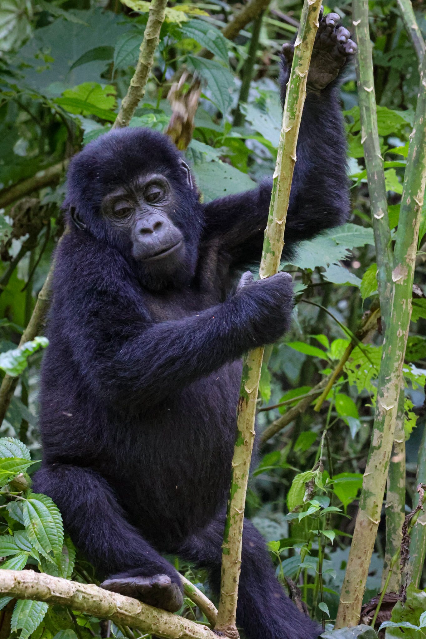 Gorillas in Bwindi