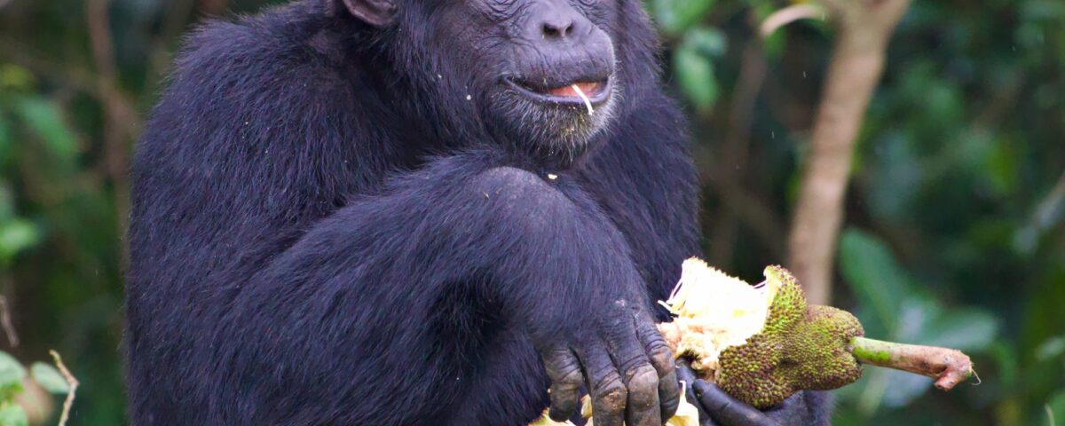 chimpanzee in Budongo