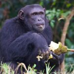 chimpanzee in Budongo