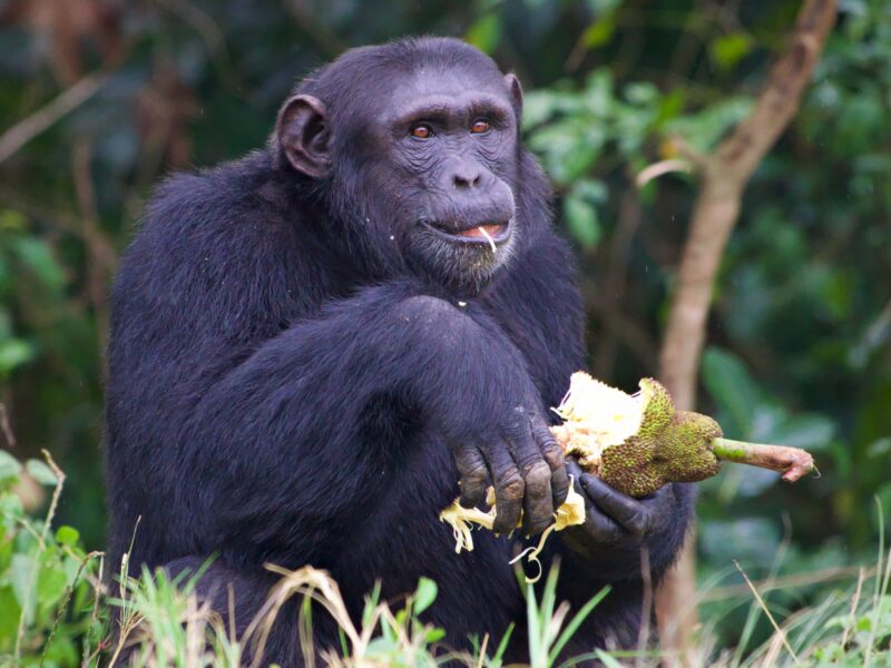 chimpanzee in Budongo