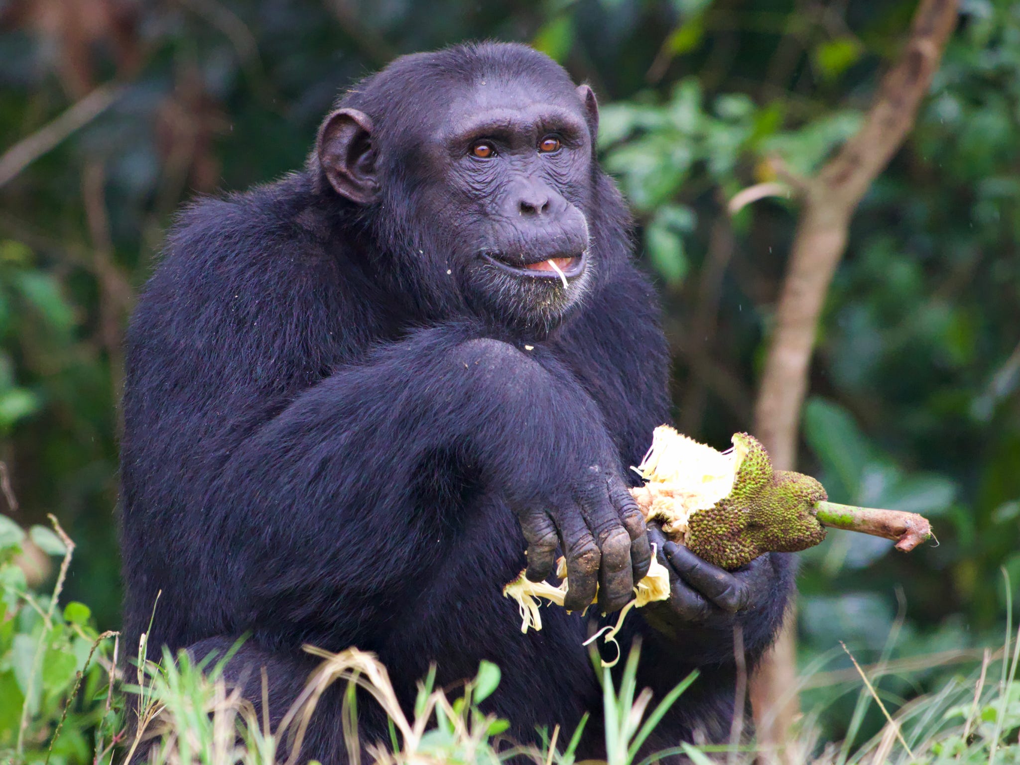 chimpanzee in Budongo