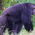 Gorilla in Bwindi