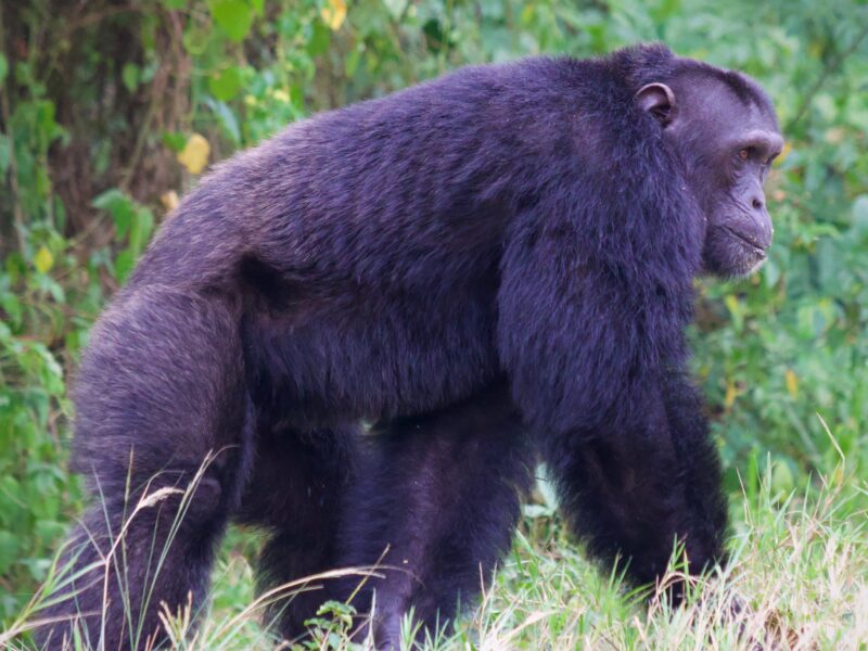 Gorilla in Bwindi