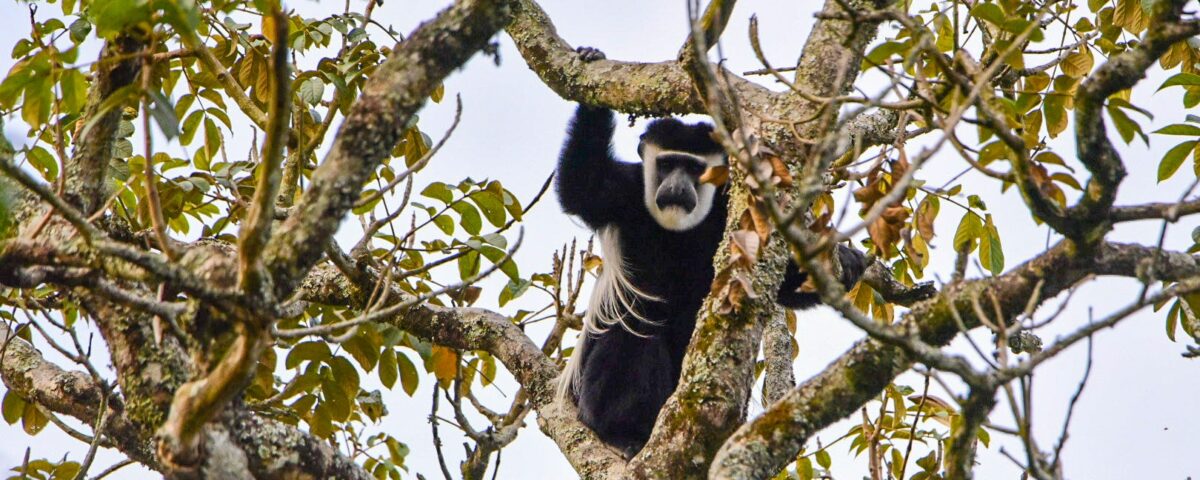 Black and White colobus monkey