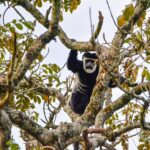 Black and White colobus monkey