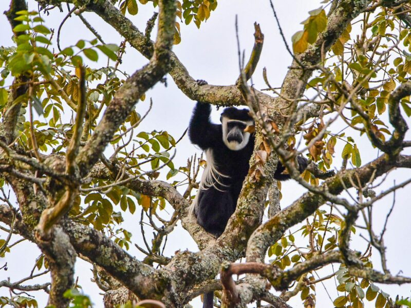 Black and White colobus monkey