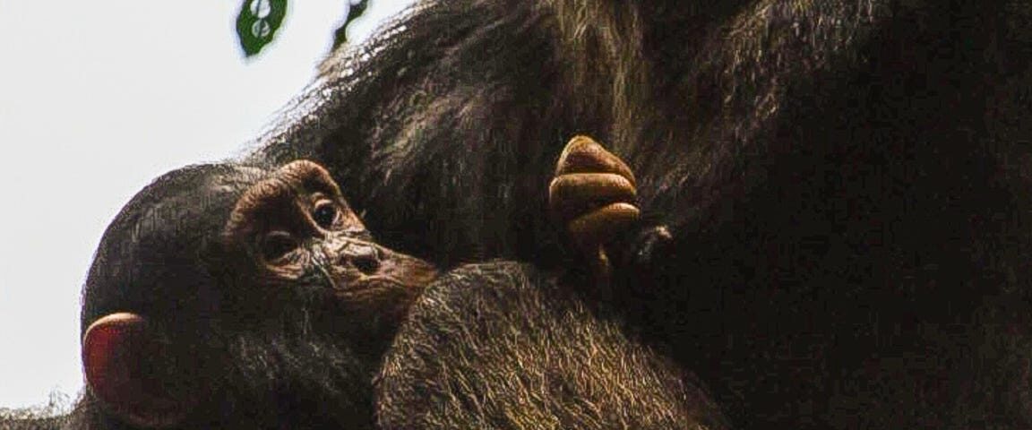Chimps in Budongo Forest