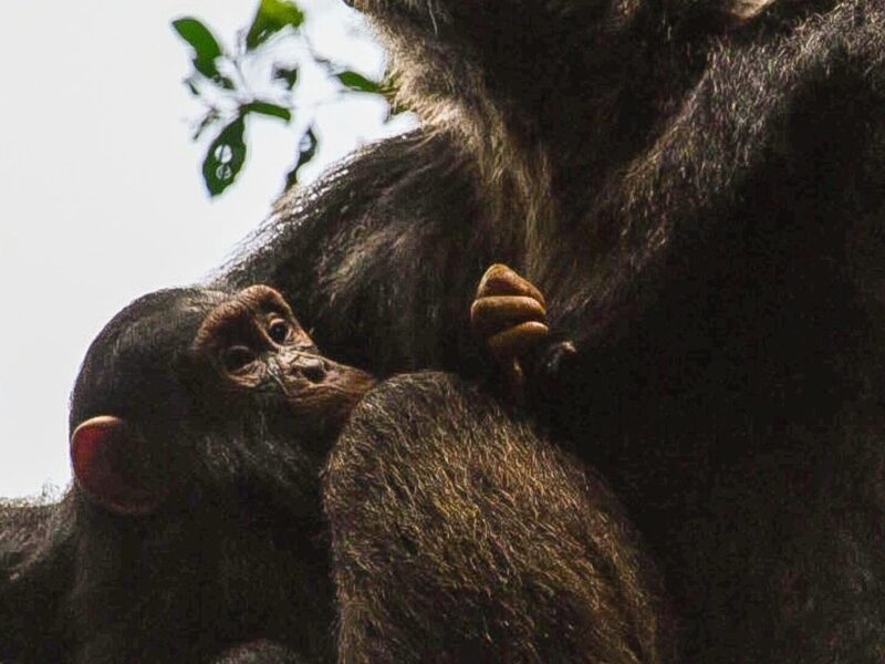 Chimps in Budongo Forest