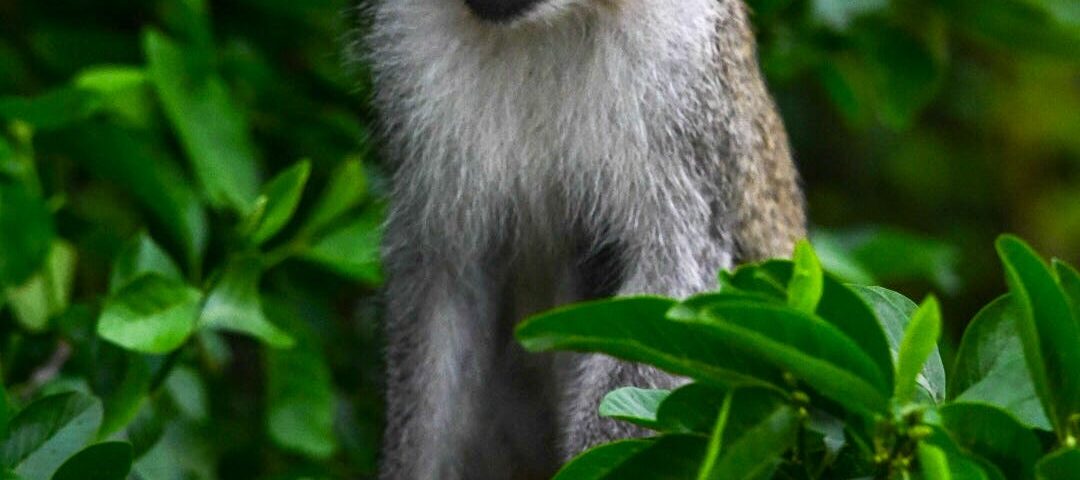 Vervet Monkey in the jungle