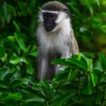Vervet Monkey in the jungle