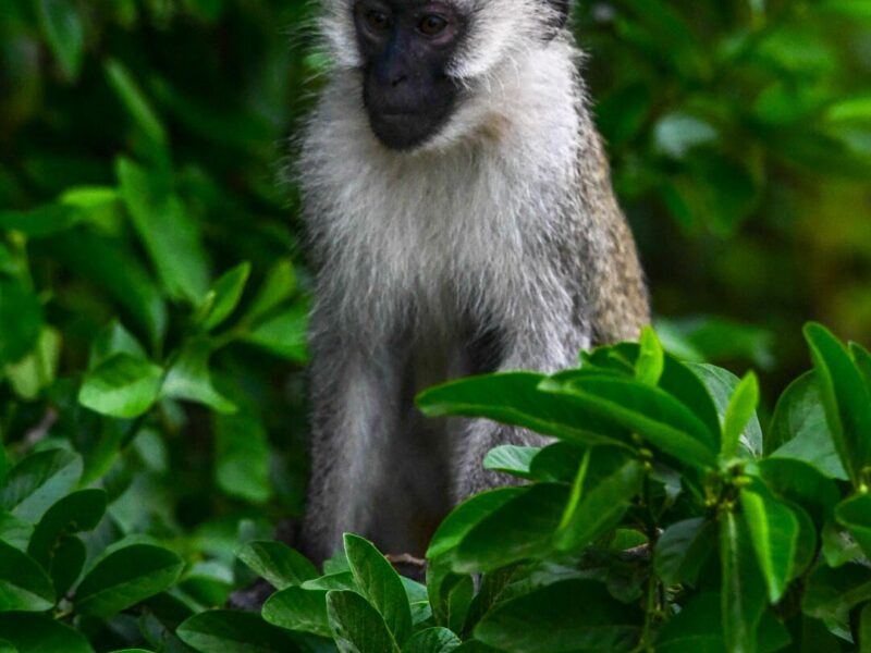 Vervet Monkey in the jungle
