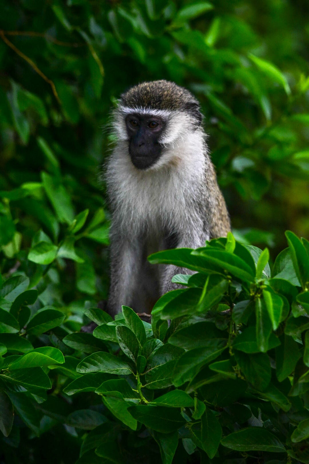Vervet Monkey in the jungle