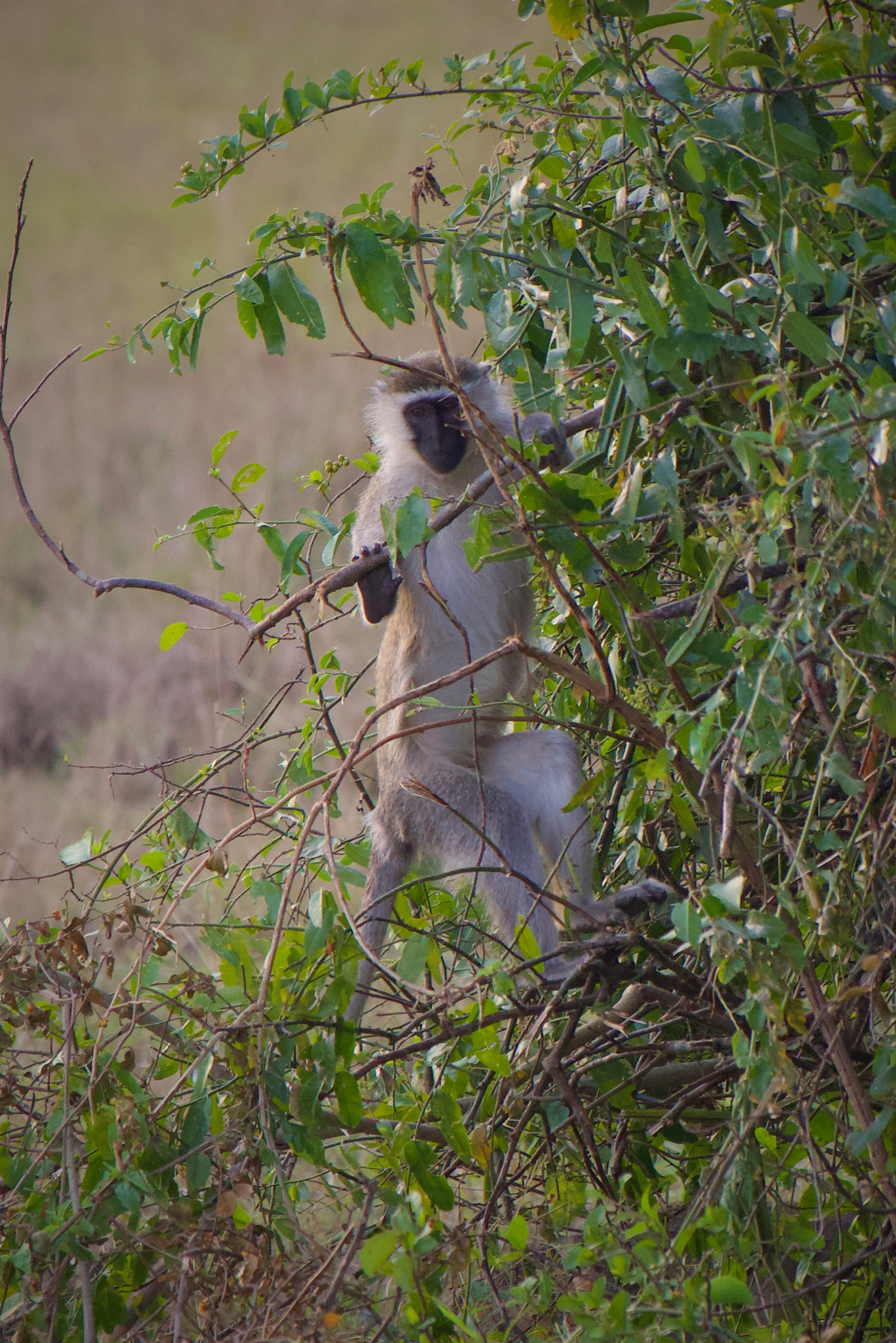 Vervet monkey