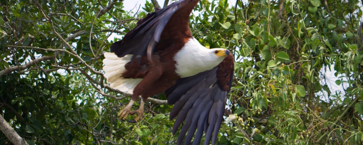 Kenya Birding Safaris