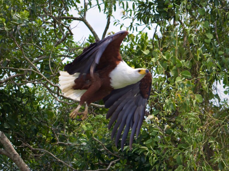 Kenya Birding Safaris