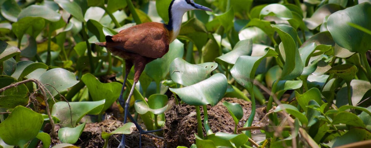 African Jacana at Nakuru park