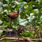 African Jacana at Nakuru park