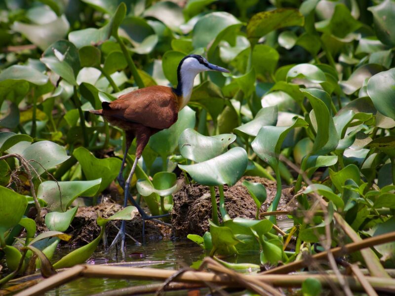 African Jacana at Nakuru park