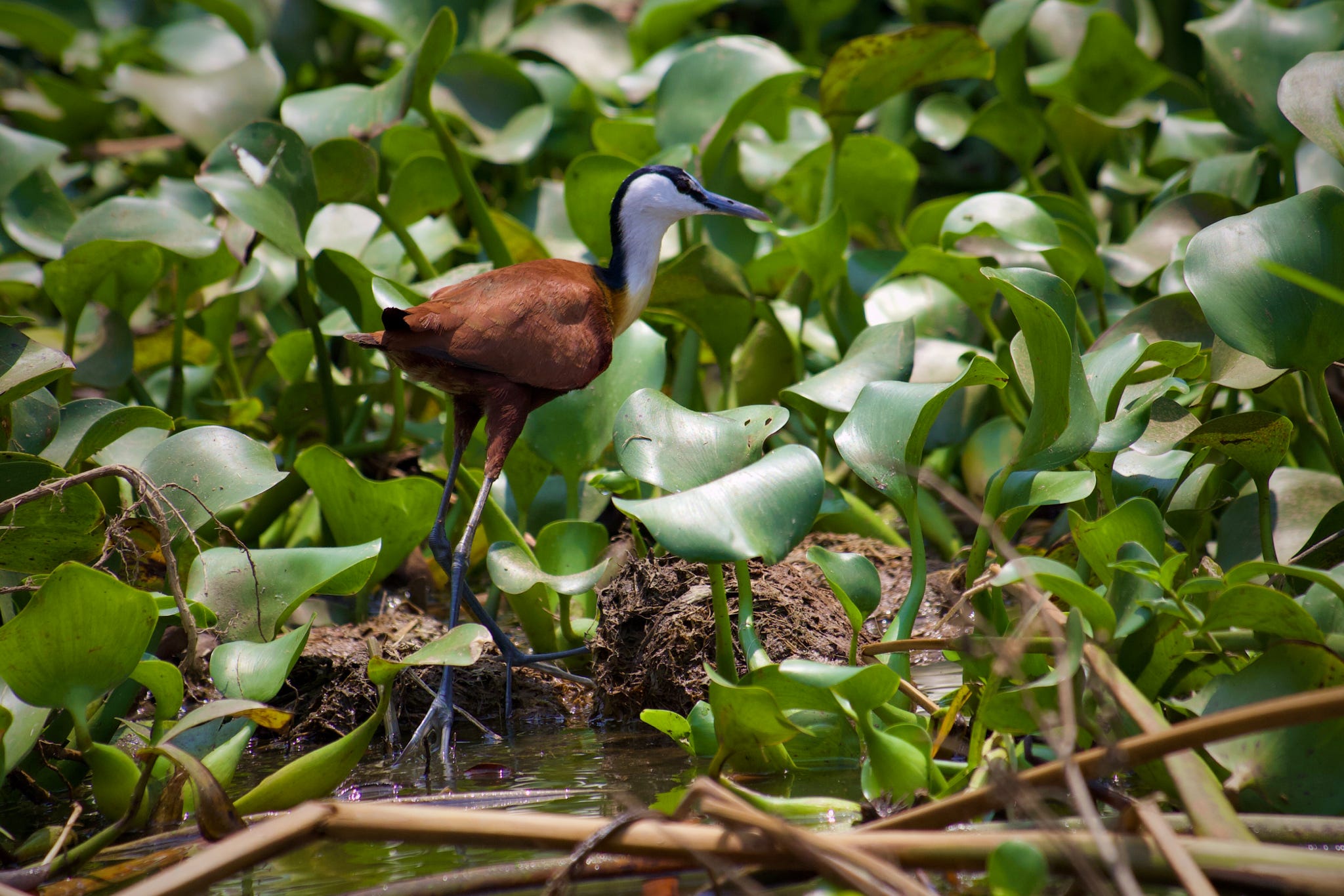African Jacana at Nakuru park