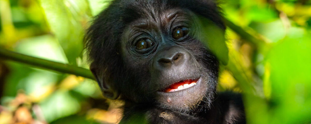 What Humans Can Do To Protect Gorilla