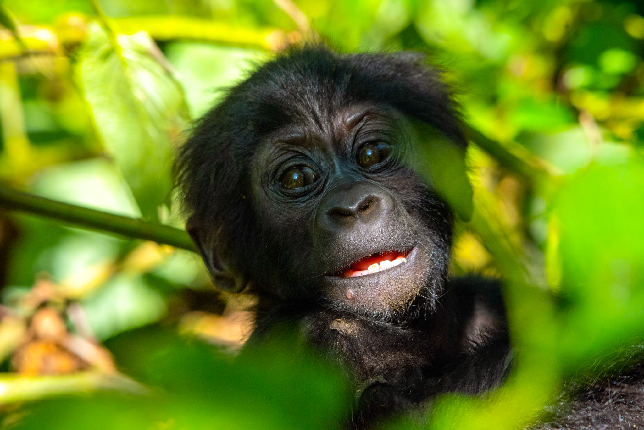 Ten facts about gorillas