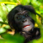What Do Gorillas Eat
