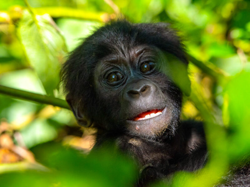 What Do Gorillas Eat