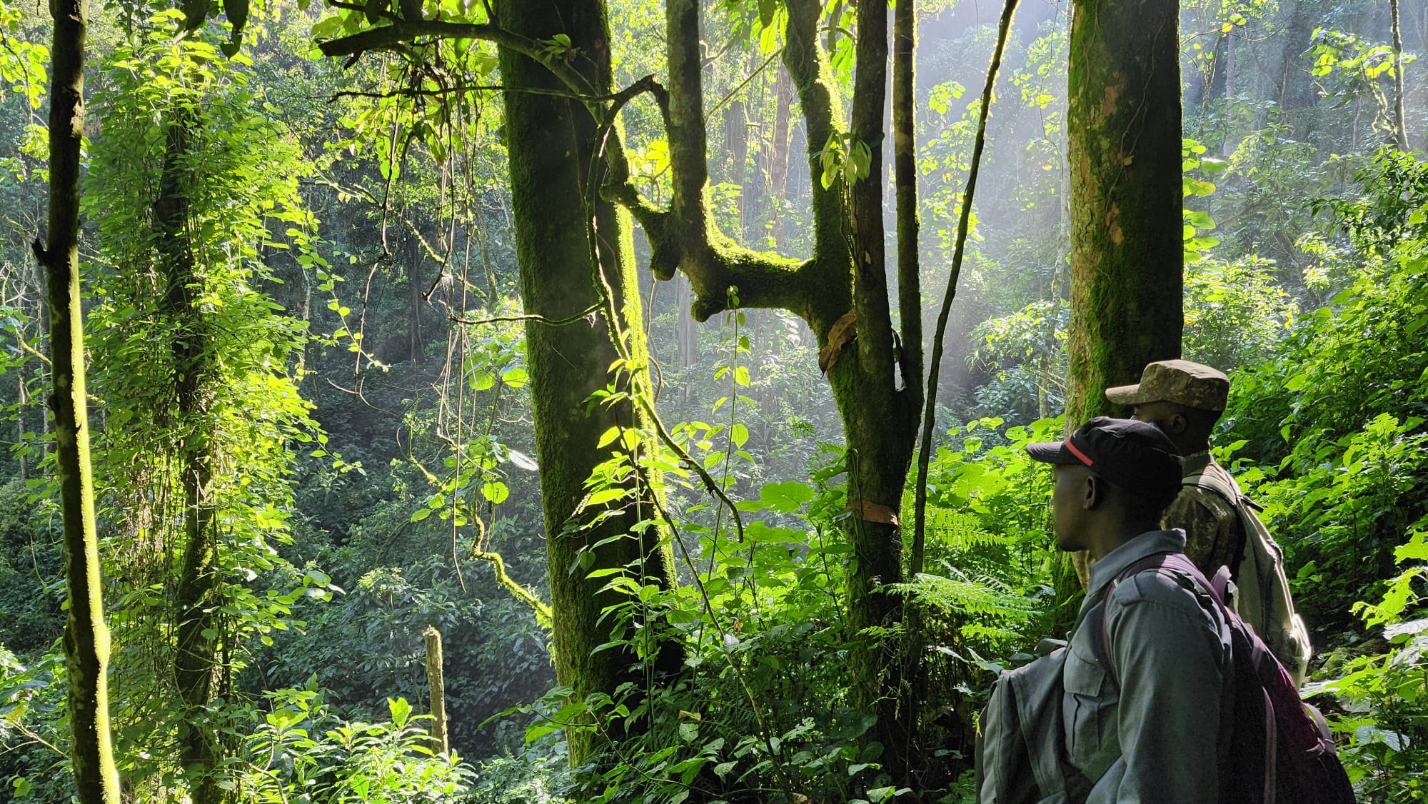 Bwindi Impenetrable Forest