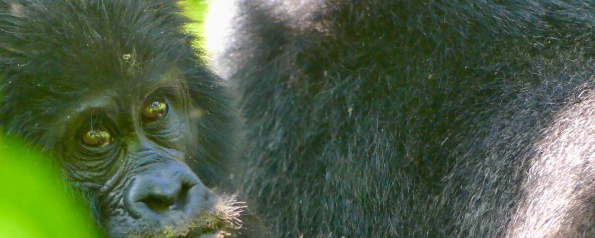 Hours Spent on Gorilla Trekking