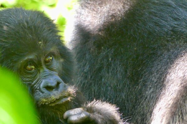 5-Day Rwanda Gorilla Trekking & Lake Kivu Tour