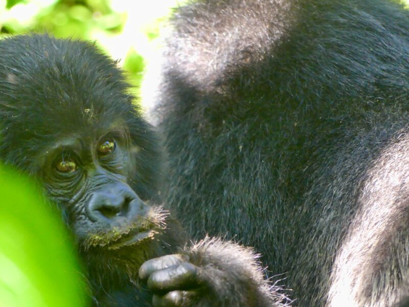Hours Spent on Gorilla Trekking