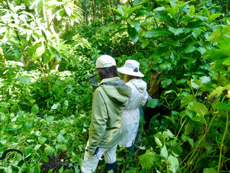 What Happens if A Gorilla Attacks