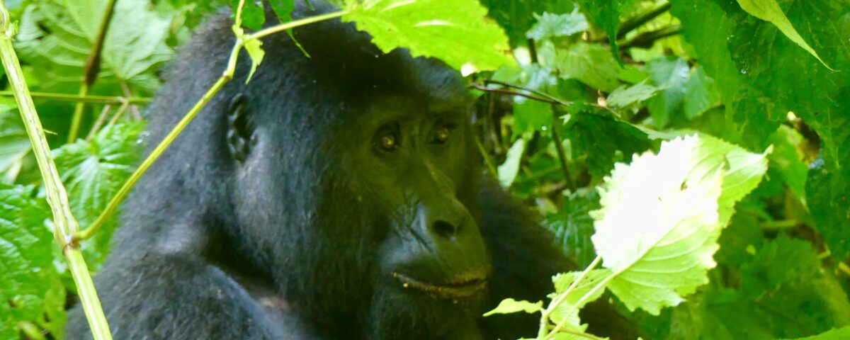 What Can Human Do To Protect Gorillas