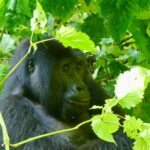 What Can Human Do To Protect Gorillas