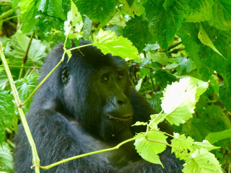 Gorilla relaxing in Bwindi