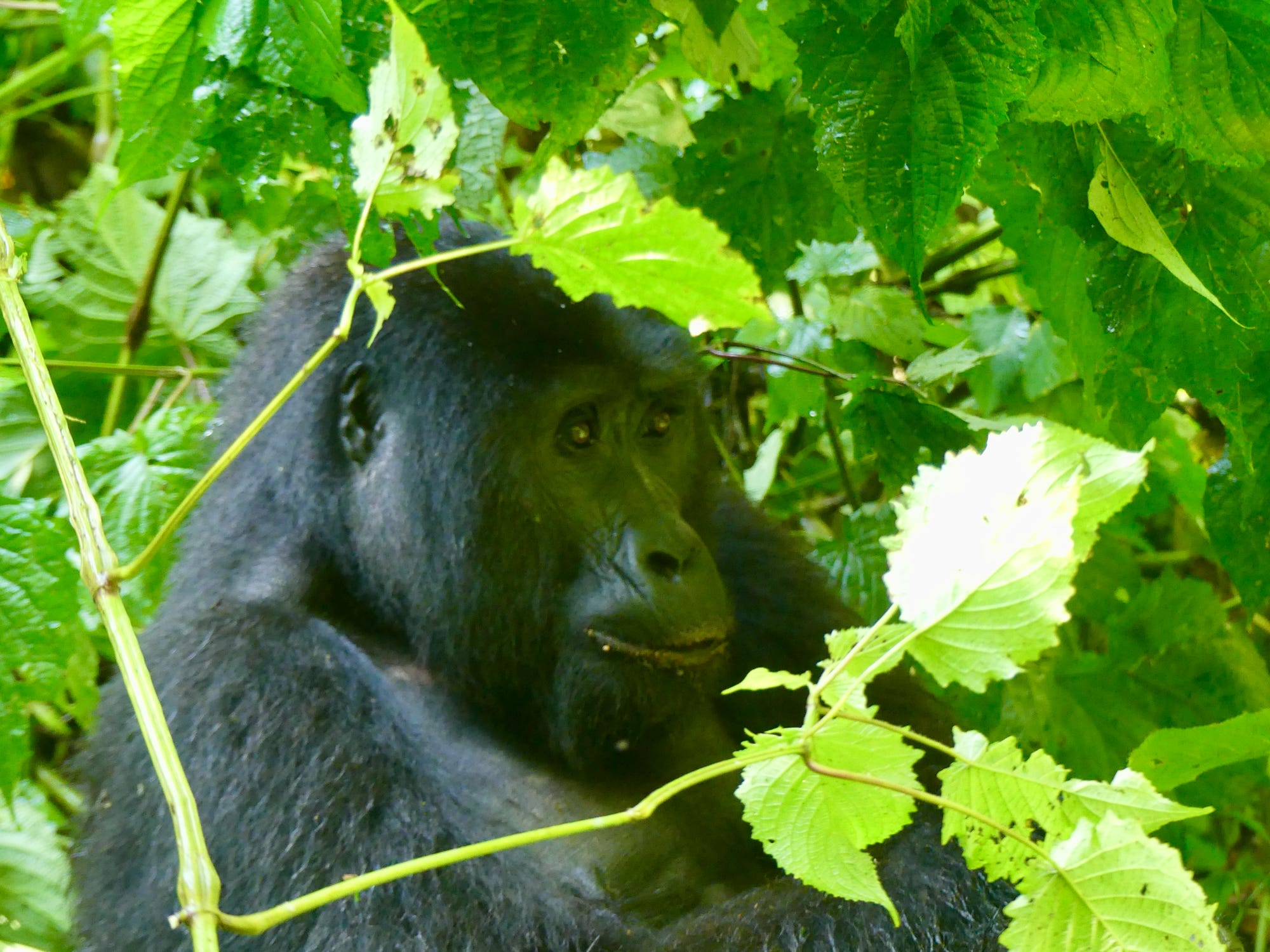 What Can Human Do To Protect Gorillas