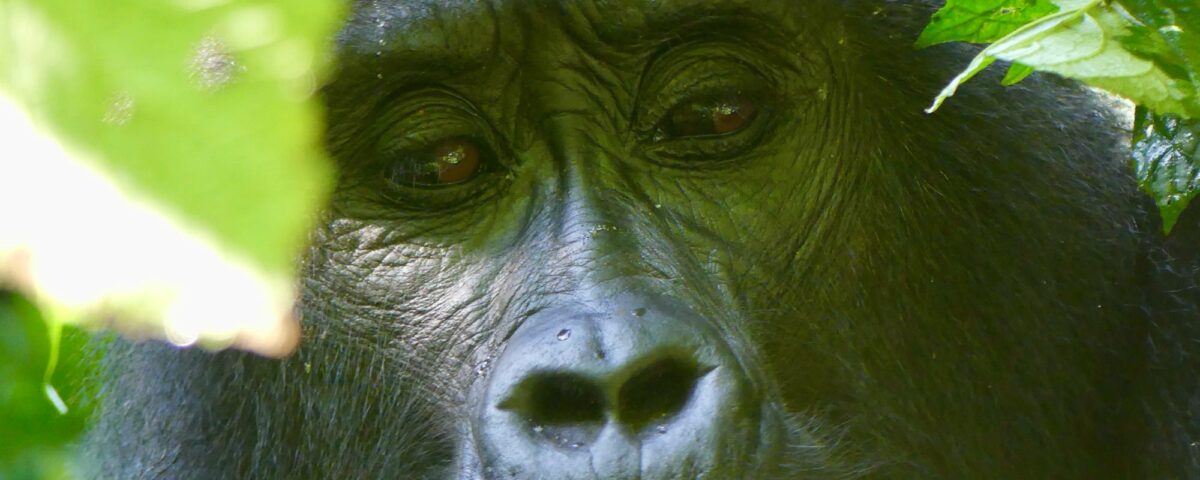 Bwindi Impenetrable Forest