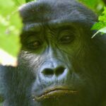 Bwindi Impenetrable Forest