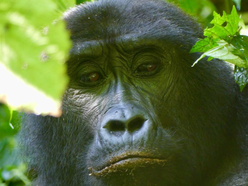 Bwindi Impenetrable Forest